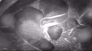Little Penguin Cam Is Here To Remind You Not Everything Sucks
